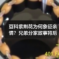 豆科紫荆花为何象征亲情?古代故事揭秘-辰飞雨绿源新宇生物有机 豆科紫荆花为何象征亲情?古代故事揭秘-辰飞雨绿源新宇生物有机