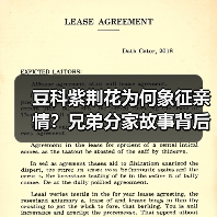 豆科紫荆花为何象征亲情?兄弟分家故事背后的寓意(图3) 豆科紫荆花为何象征亲情?兄弟分家故事背后的寓意(图3)