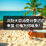 沈阳大蒜消费旺季迟迟未至 价格为何难涨?(图1) 沈阳大蒜消费旺季迟迟未至 价格为何难涨?(图1)