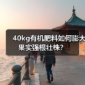 40kg有机肥料如何膨大果实强根壮株？（图3）