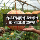 有机肥料提地温生根快,如何实现高效种植?(图1) 有机肥料提地温生根快,如何实现高效种植?(图1)