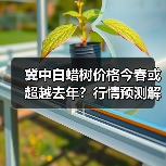 冀中白蜡树价格今春或超越去年?行情预测解析(图3) 冀中白蜡树价格今春或超越去年?行情预测解析(图3)