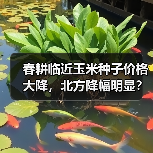 春耕临近玉米种子价格大降,北方降幅明显?(图3) 春耕临近玉米种子价格大降,北方降幅明显?(图3)