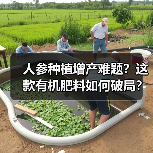 人参种植增产难题?这款有机肥料如何破局?(图2) 人参种植增产难题?这款有机肥料如何破局?(图2)