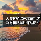 人参种植增产难题?这款有机肥料如何破局?(图3) 人参种植增产难题?这款有机肥料如何破局?(图3)