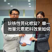 缺铁性黄化修复?单一微量元素肥料效果如何?(图1) 缺铁性黄化修复?单一微量元素肥料效果如何?(图1)