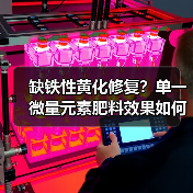 缺铁性黄化修复?单一微量元素肥料效果如何?(图4) 缺铁性黄化修复?单一微量元素肥料效果如何?(图4)