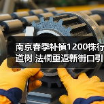 南京春季补植1200株行道树 法桐重返新街口引关注 南京春季补植1200株行道树 法桐重返新街口引关注