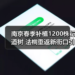 南京春季补植1200株行道树 法桐重返新街口引关注(图4) 南京春季补植1200株行道树 法桐重返新街口引关注(图4)