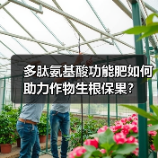 多肽氨基酸功能肥如何助力作物生根保果?(图2) 多肽氨基酸功能肥如何助力作物生根保果?(图2)