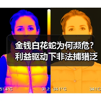金钱白花蛇为何濒危?利益驱动下非法捕猎泛滥(图1) 金钱白花蛇为何濒危?利益驱动下非法捕猎泛滥(图1)