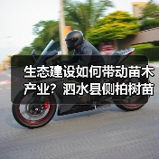 生态建设如何带动苗木产业?泗水县侧柏树苗发展启示(图2) 生态建设如何带动苗木产业?泗水县侧柏树苗发展启示(图2)