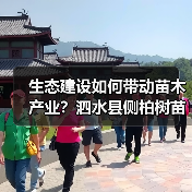 生态建设如何带动苗木产业?泗水县侧柏树苗发展启示(图4) 生态建设如何带动苗木产业?泗水县侧柏树苗发展启示(图4)