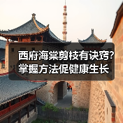 西府海棠剪枝有诀窍?掌握方法促健康生长(图3) 西府海棠剪枝有诀窍?掌握方法促健康生长(图3)