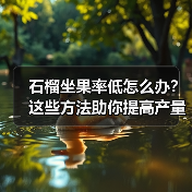 石榴坐果率低怎么办?这些方法助你提高产量(图2) 石榴坐果率低怎么办?这些方法助你提高产量(图2)