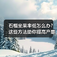 石榴坐果率低怎么办?这些方法助你提高产量(图4) 石榴坐果率低怎么办?这些方法助你提高产量(图4)
