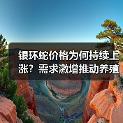银环蛇价格为何持续上涨?需求激增推动养殖热潮(图2) 银环蛇价格为何持续上涨?需求激增推动养殖热潮(图2)