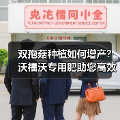 双孢菇种植如何增产？沃福沃专用肥助您高效管理（图3）