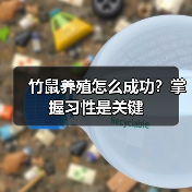 竹鼠养殖怎么成功？掌握习性是关键（图1）