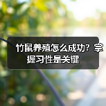 竹鼠养殖怎么成功？掌握习性是关键（图2）