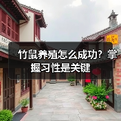 竹鼠养殖怎么成功？掌握习性是关键（图4）