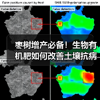 枣树增产必备！生物有机肥如何改善土壤抗病抗逆（图2）