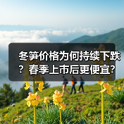 冬笋价格为何持续下跌?春季上市后更便宜?(图1) 冬笋价格为何持续下跌?春季上市后更便宜?(图1)