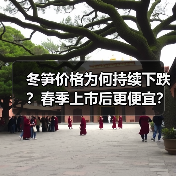冬笋价格为何持续下跌?春季上市后更便宜?(图2) 冬笋价格为何持续下跌?春季上市后更便宜?(图2)