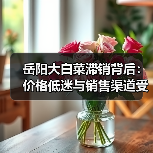 岳阳大白菜滞销背后:价格低迷与销售渠道受阻 岳阳大白菜滞销背后:价格低迷与销售渠道受阻