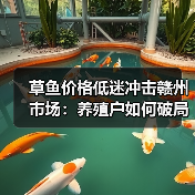 草鱼价格低迷冲击赣州市场:养殖户如何破局?(图2) 草鱼价格低迷冲击赣州市场:养殖户如何破局?(图2)