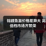 锦鲤鱼苗价格差异大 高低档市场齐繁荣（图2）
