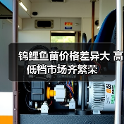 锦鲤鱼苗价格差异大 高低档市场齐繁荣（图1）