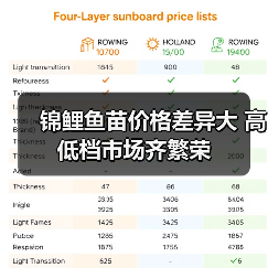 锦鲤鱼苗价格差异大 高低档市场齐繁荣（图4）