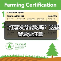 红薯发芽能吃吗?这些禁忌要注意(图3) 红薯发芽能吃吗?这些禁忌要注意(图3)
