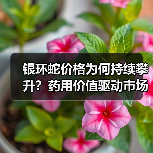 银环蛇价格为何持续攀升？药用价值驱动市场需求激增（图1）