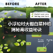 小浮坨村大棚白菜种植揭秘高收益秘诀(图1) 小浮坨村大棚白菜种植揭秘高收益秘诀(图1)