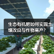 生态有机肥如何实现土壤改良与作物高产?(图4) 生态有机肥如何实现土壤改良与作物高产?(图4)