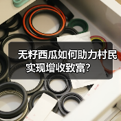 无籽西瓜如何助力村民实现增收致富? 无籽西瓜如何助力村民实现增收致富?