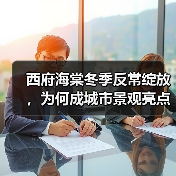 西府海棠冬季反常绽放,为何成城市景观亮点?(图2) 西府海棠冬季反常绽放,为何成城市景观亮点?(图2)