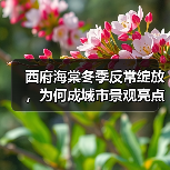 西府海棠冬季反常绽放,为何成城市景观亮点? 西府海棠冬季反常绽放,为何成城市景观亮点?