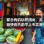 聚合有机钛肥招商,高糖快着色助早上市赢高收益(图3) 聚合有机钛肥招商,高糖快着色助早上市赢高收益(图3)