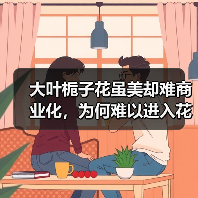 为何大叶栀子花难见?花期短成本高成主因-辰飞雨绿源新宇生物有 为何大叶栀子花难见?花期短成本高成主因-辰飞雨绿源新宇生物有
