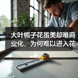 大叶栀子花虽美却难商业化,为何难以进入花店?(图2) 大叶栀子花虽美却难商业化,为何难以进入花店?(图2)