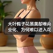 大叶栀子花虽美却难商业化,为何难以进入花店?(图4) 大叶栀子花虽美却难商业化,为何难以进入花店?(图4)