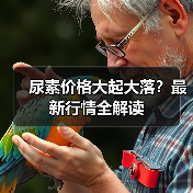 尿素价格大起大落?最新行情全解读(图3) 尿素价格大起大落?最新行情全解读(图3)