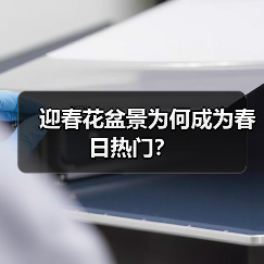 迎春花盆景为何成为春日热门?(图2) 迎春花盆景为何成为春日热门?(图2)
