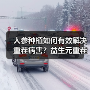 人参种植如何有效解决重茬病害?益生元重茬剂助您增产增收(图3) 人参种植如何有效解决重茬病害?益生元重茬剂助您增产增收(图3)