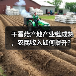干香菇产地产业链成熟,农民收入如何提升?(图3) 干香菇产地产业链成熟,农民收入如何提升?(图3)