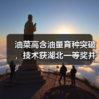 油菜高含油量育种突破,技术获湖北一等奖并创世界纪录(图1) 油菜高含油量育种突破,技术获湖北一等奖并创世界纪录(图1)