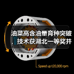 油菜高含油量育种突破,技术获湖北一等奖并创世界纪录(图4) 油菜高含油量育种突破,技术获湖北一等奖并创世界纪录(图4)